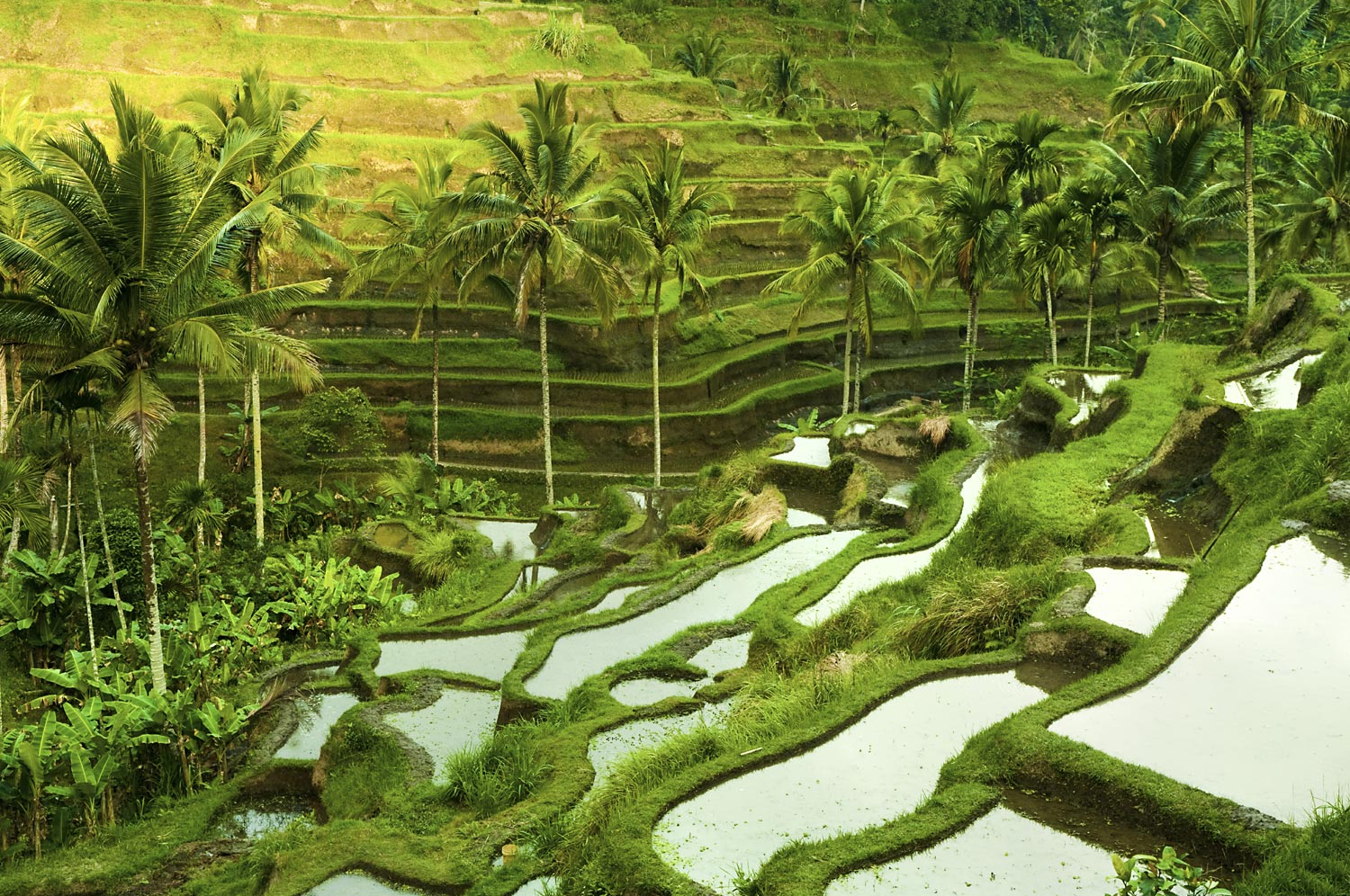 Terrace-rice-fields-2136746.jpg