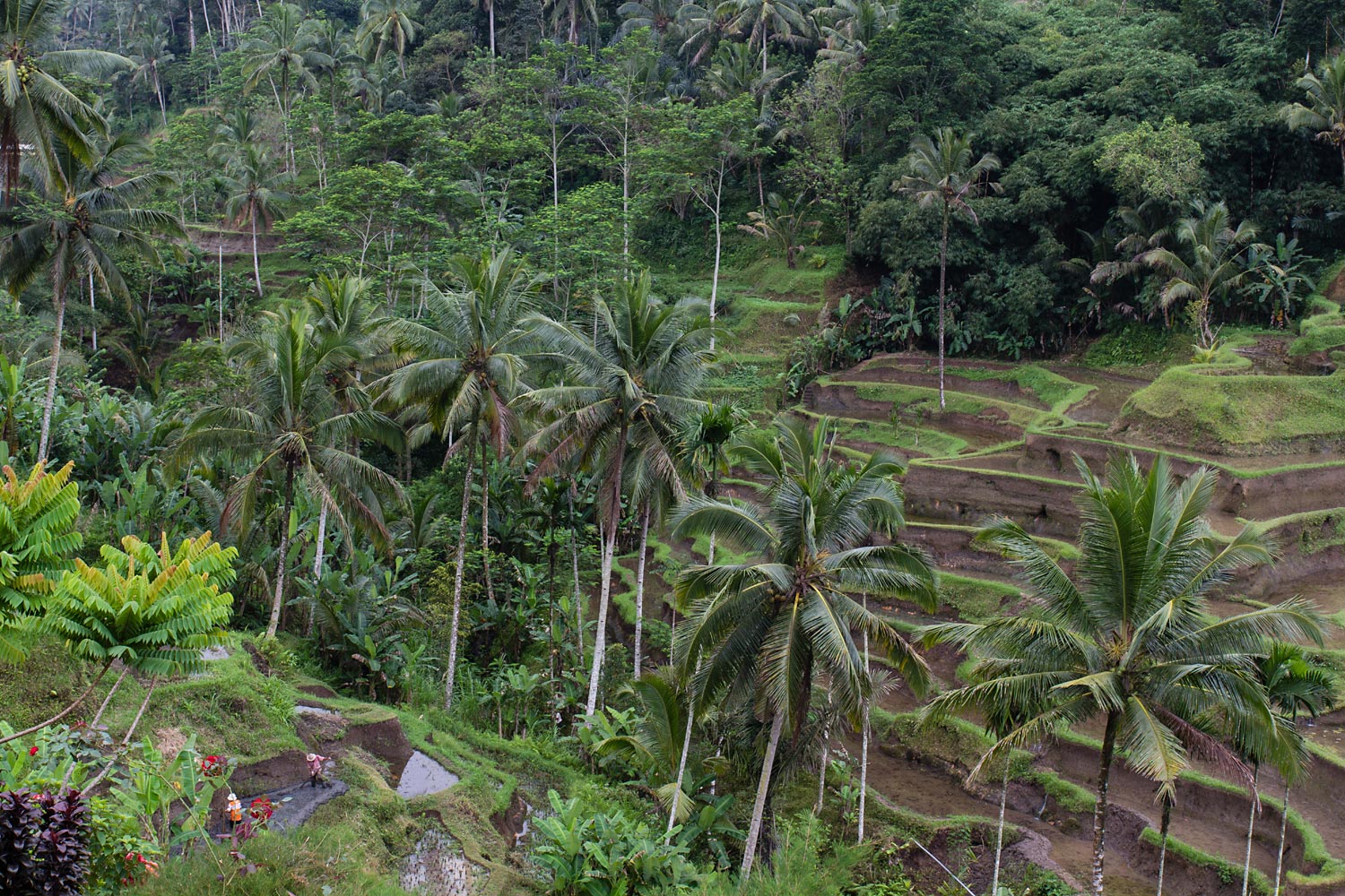 Terrace-Rice-Fields-4313115.jpg