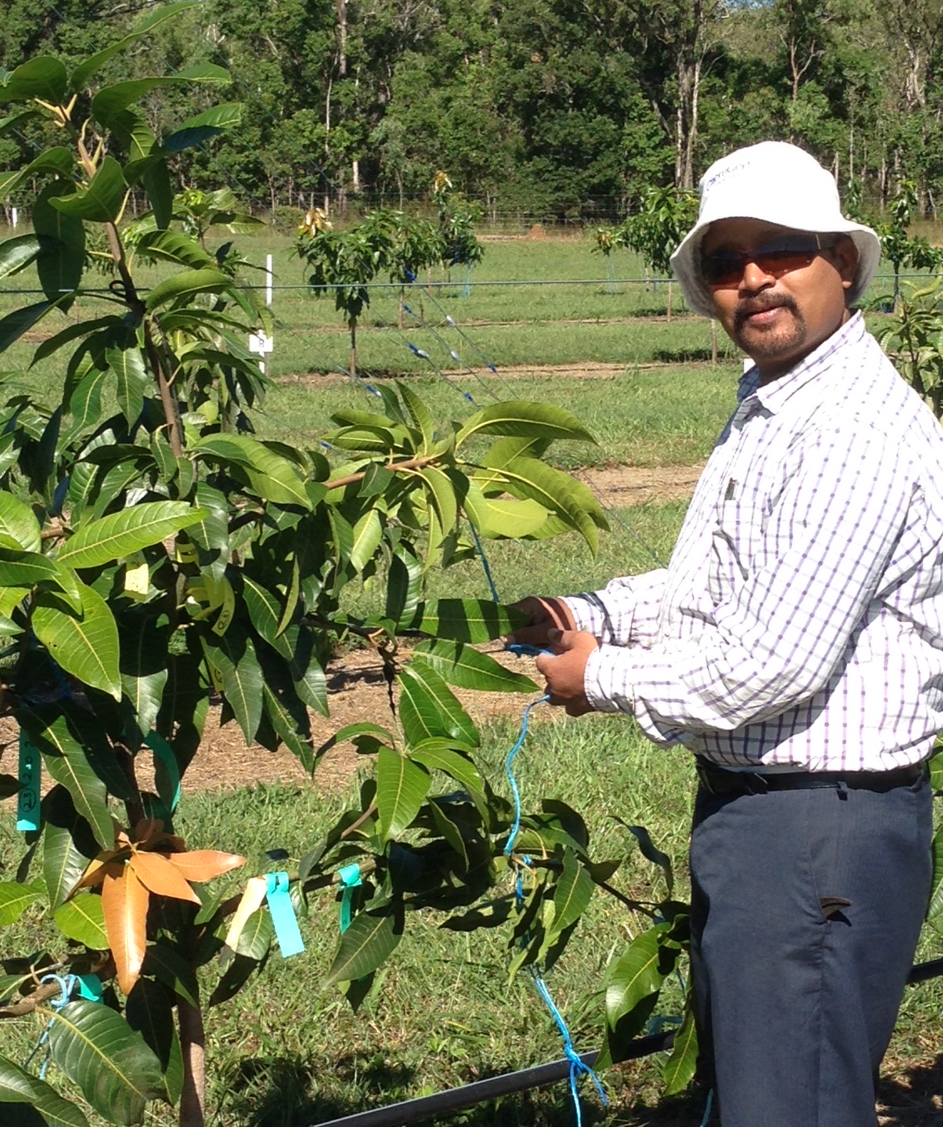 Mr Ram Kolala, Horticultural Technician working in the high density trellised tree experiment at Walkamin.
