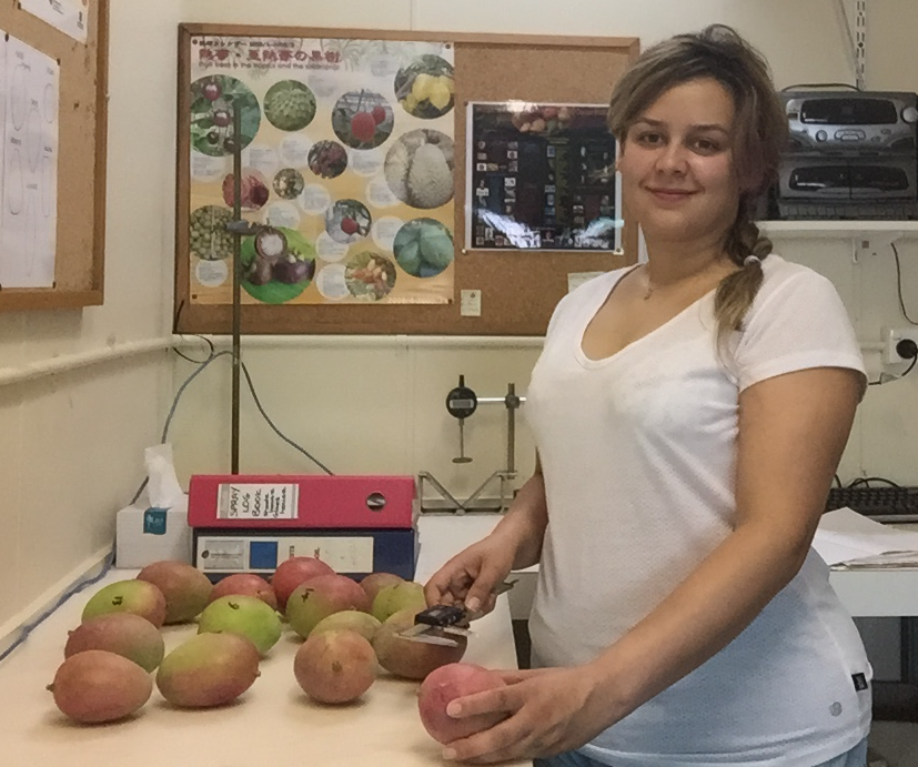 PhD student Anahita Mizani assessing the fruit quality of fruit from a crop load experiment in Mareeba.