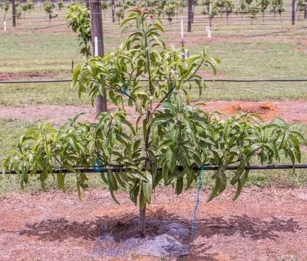 NMBP1243 trained onto a trellis at 14 months after planting
