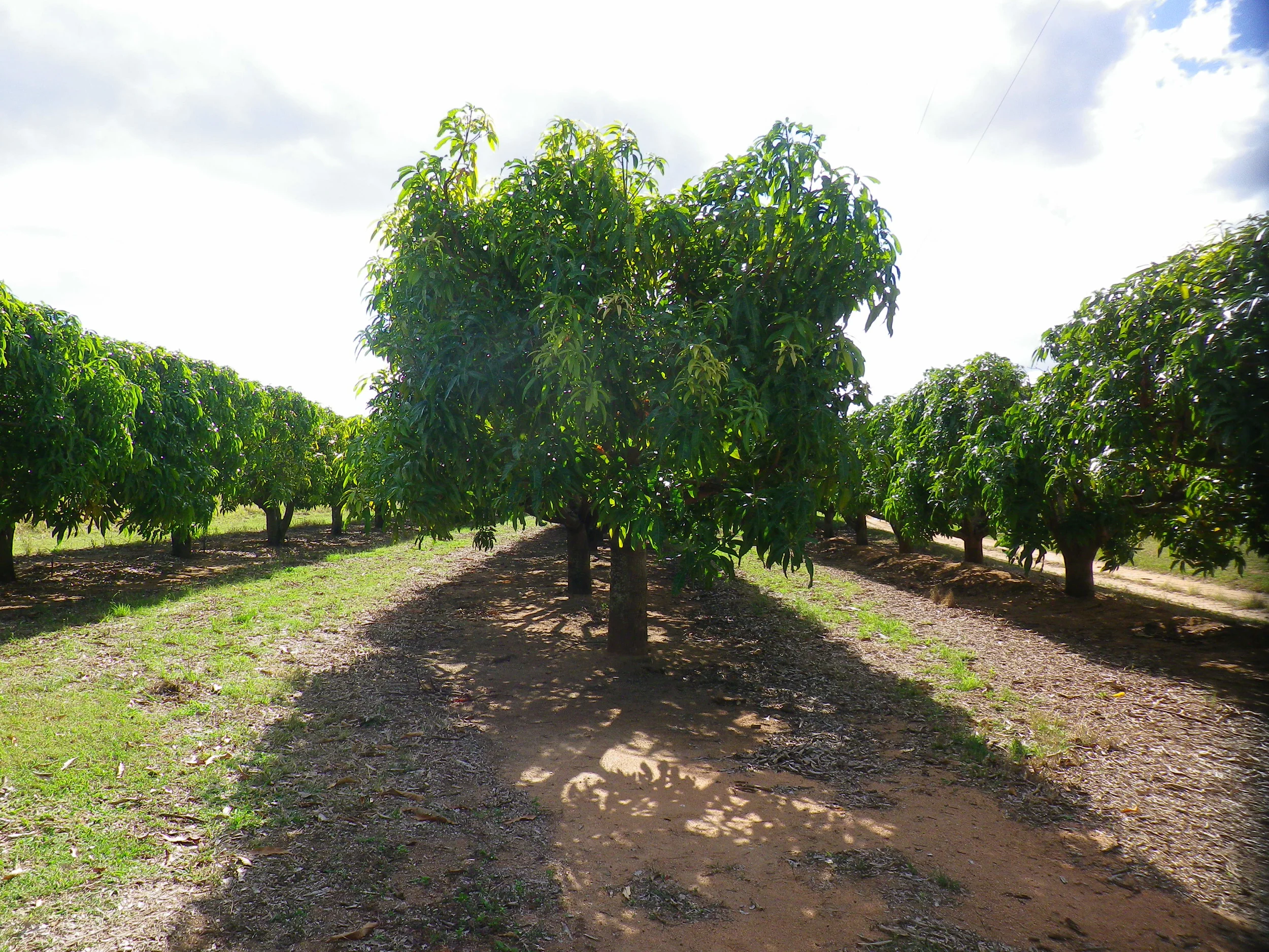 Shade from a Kensington Pride mango orchard indicating the light intercepted by the canopy at midday