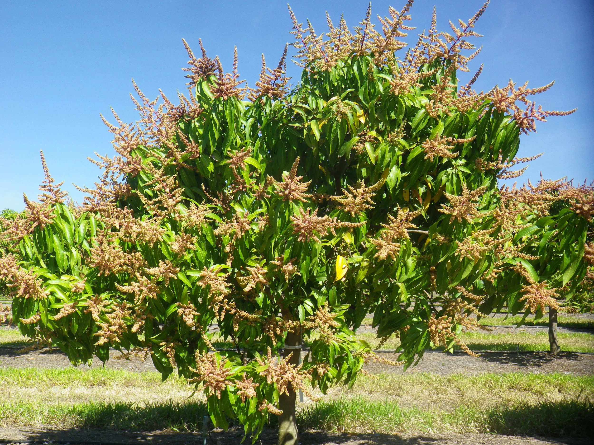 Calypso trees used in the crop load study with 100% flowering (no flowers removed .
