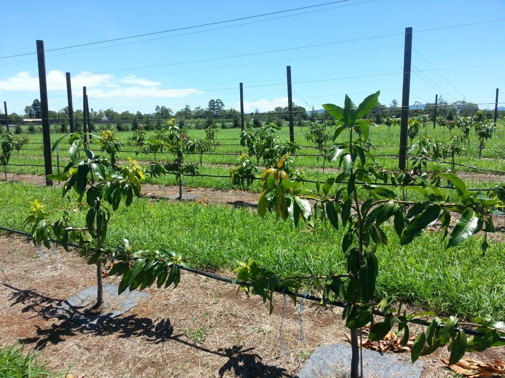 Keitt being trained as a single leader canopy. Limbs are being tied to the red blocks to make the scaffold branches grow horizontally from the central leader to reduce tree vigour.