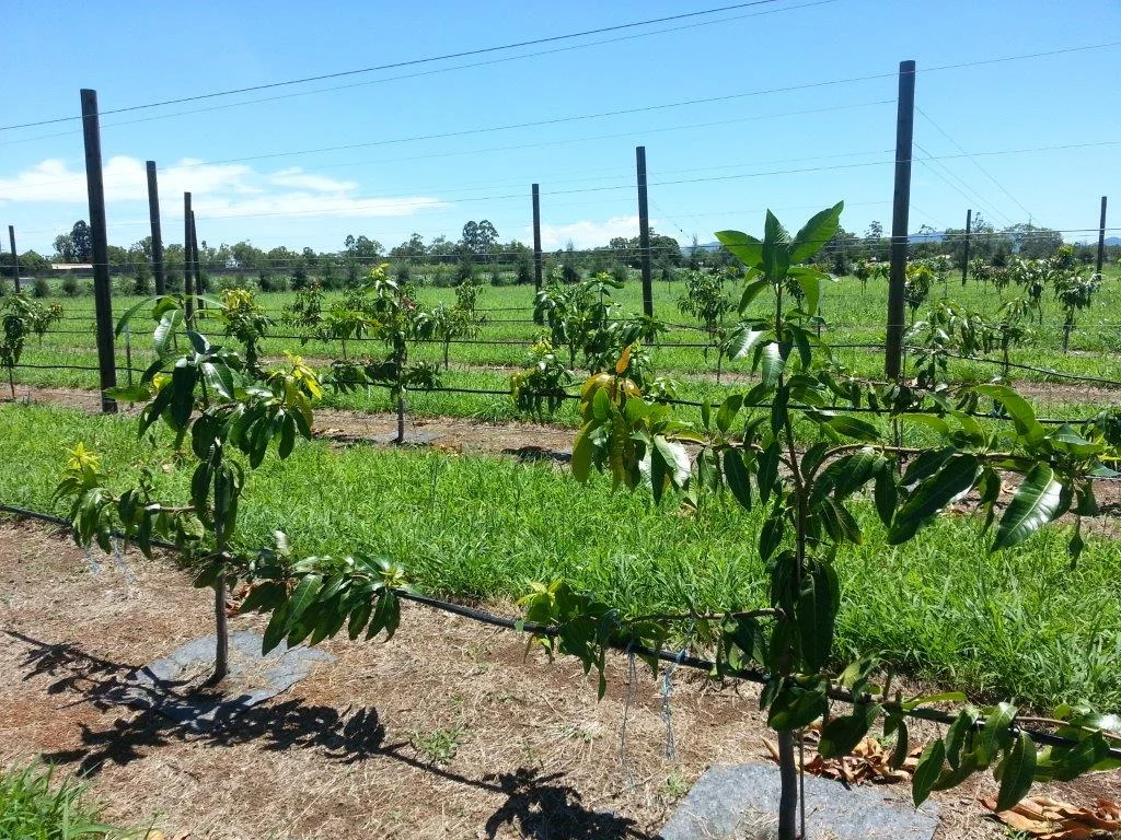 Keitt being trained as a single leader canopy. Limbs are being tied to the red blocks to make the scaffold branches grow horizontally from the central leader to reduce tree vigour.