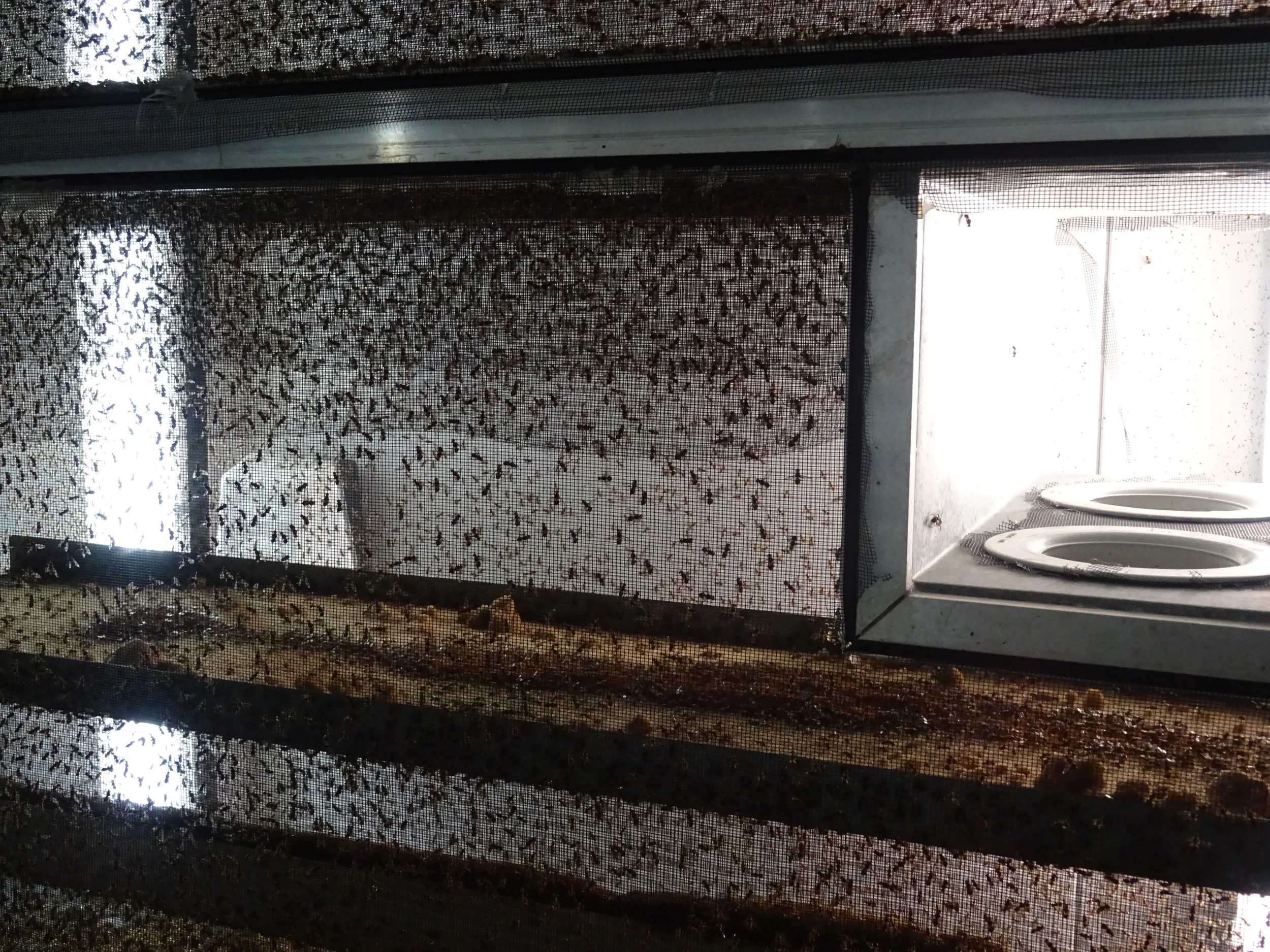 Sterile insect programs like this Queensland fruit fly research at Elizabeth Macarthur Agricultural Institute are part of the solution, Image courtesy of PHA.