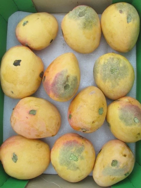The fruit above was harvested at 10am and the fruit below at 10pm. The fruit were lightly abraded with sandpaper, held below 14ºC for about six days then ripened. The USB develops around the abrasion sites in sensitive fruit.’