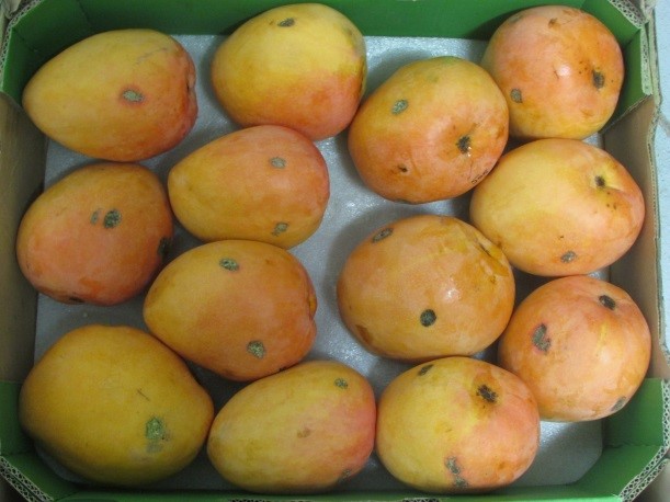 The percentage of fruit with commercially significant USB (more than one cm2) when harvested at different times during the day and night. The USB occurred either around abraded sites on the skin or on non-abraded parts of the skin. These areas were likely damaged during road freight from Katherine to Brisbane.