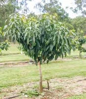 Photo 1. Keitt planted at low density with conventional training