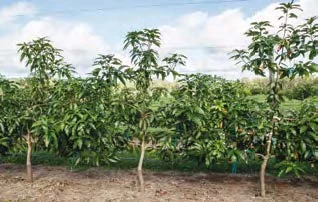 Photo 3. Keitt planted at high density and trainied as a single leader on trellis
