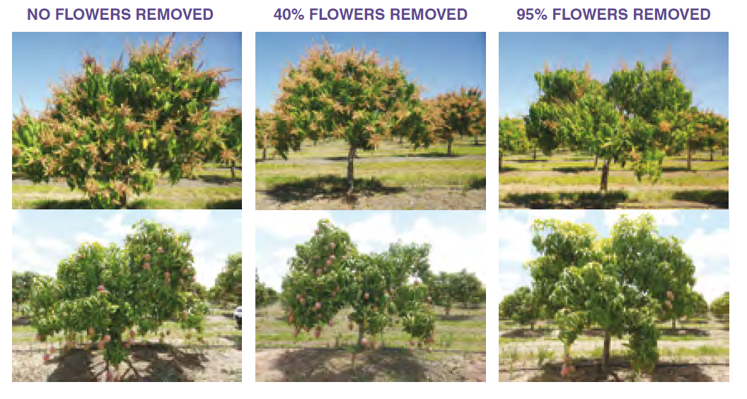 Figure 2. Calypso® crop load experiment. Trees with 100%, 60% and 5% flowering (top row) and their corresponding yields at harvest (bottom row)