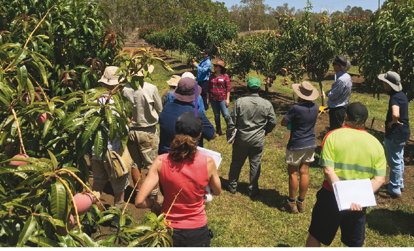 University of Queensland PhD student Anahita Mizani explaining the different root stock-scion combinations and the methods being used for the assessment of vigour control at the root stock experiment.