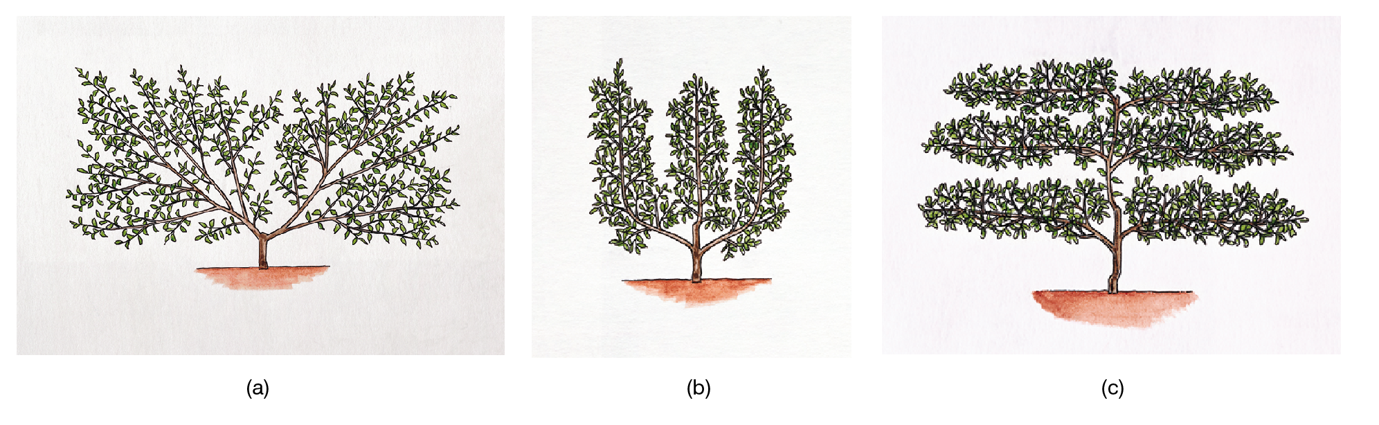 Figure 2: Three canopy training techniques (a) Fan, (b) Cordon and (c) Espalier (or fence) training techniques.