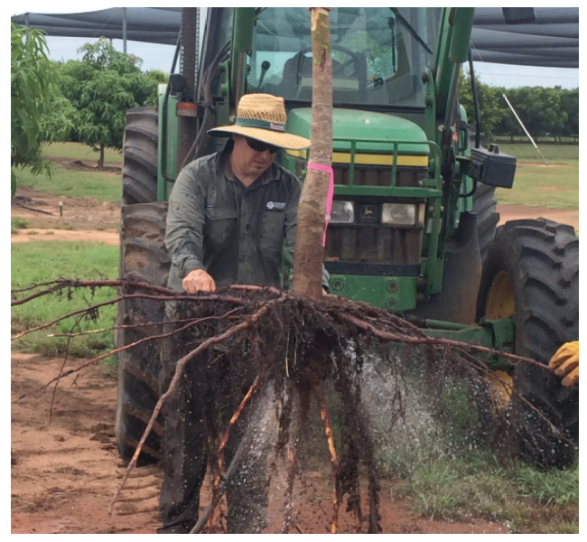 NTDPIR Senior Technician Alan Niscioli removes soil from mango tree roots following whole tree extraction of 1.5 year old trees in labelled 15N trial, at Coastal Plains Research Station (Darwin region).
