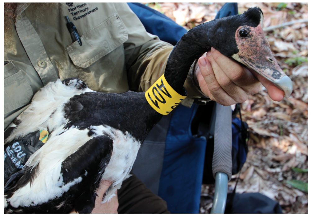Magpie Goose fitted with GPS tracking device and identification collar during 2016 field season. (Photo credit: Damien Stanioch).