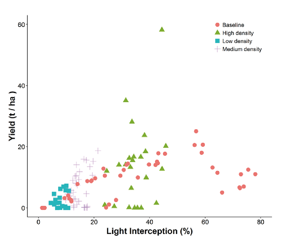 Figure 1b. Yield (tonnes per hectare) increased with increasing light interception. Commercial ‘Kensington Pride’ trees reached a maximum yield of 20 tonnes per hectare at about 67% light interception, after which yield declined. In the high density planted trees, yields have exceeded 20 tonnes per hectare with less light interception, and have potential to improve as the high density canopies fill out their allotted space.