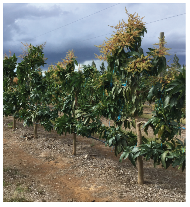Picture 2. Four year old ‘Keitt’ mango trees trained as single leaders, on high density trellis in the Planting Systems Trial at Walkamin Research Station. Even distribution of light throughout the canopy with minimal shading of leaves can optimize light distribution in the canopy and increase the photosynthetic efficiency of leaves.