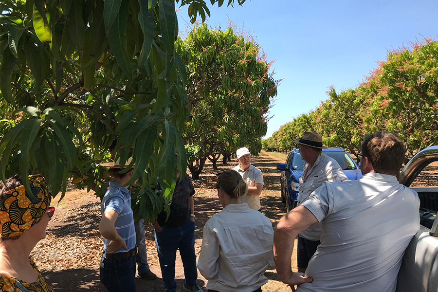 _0026_Crowd under mango tree.jpg