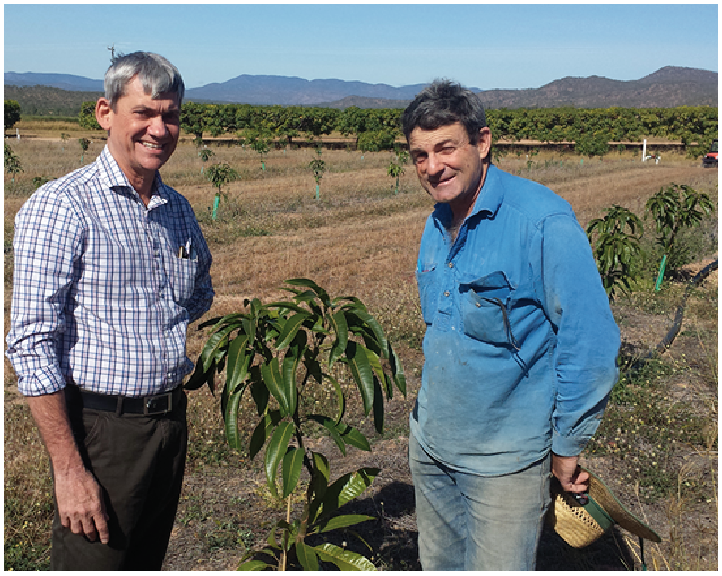 Mareeba-based Department of Agriculture and Fisheries’ Principal Horticulturist Dr Ian Bally standing with mango grower Rai Bin in his new planting of variety NMBP-1243 at Mutchilba, Queensland.