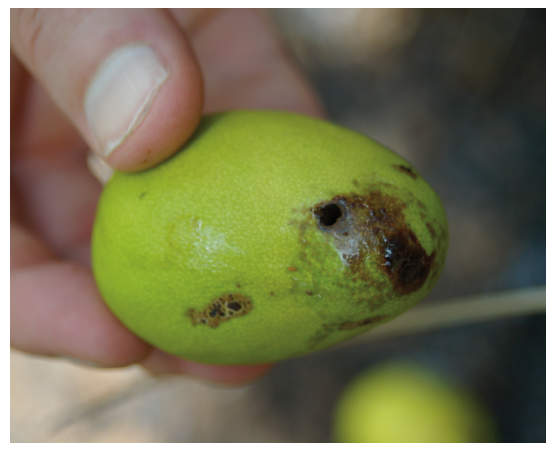 Darkened borehole on the fruit caused by entering larvae. Photo: DEEDI.