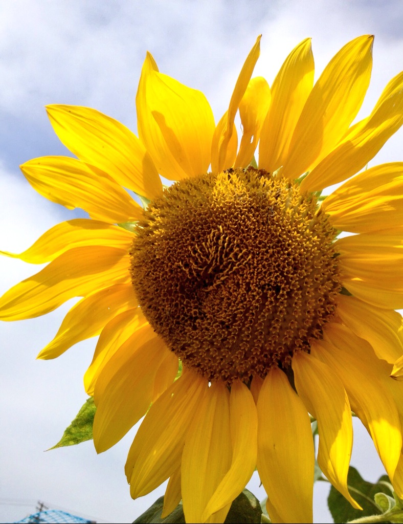 Sunflowers!