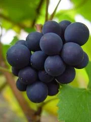 Explore Pinot Noir ($100) Wednesday 21st August commencing 7pm