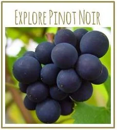 Explore Pinot Noir Masterclass