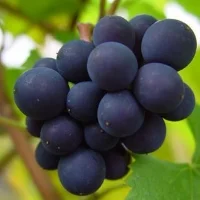 Explore Pinot Noir