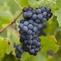 Explore Australian Shiraz