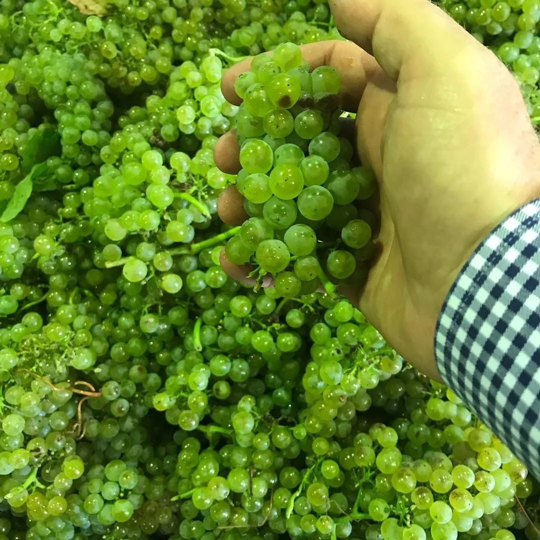 Saturday Introduction to Wine Course ($200) Sat 28th November at 12 O'Clock