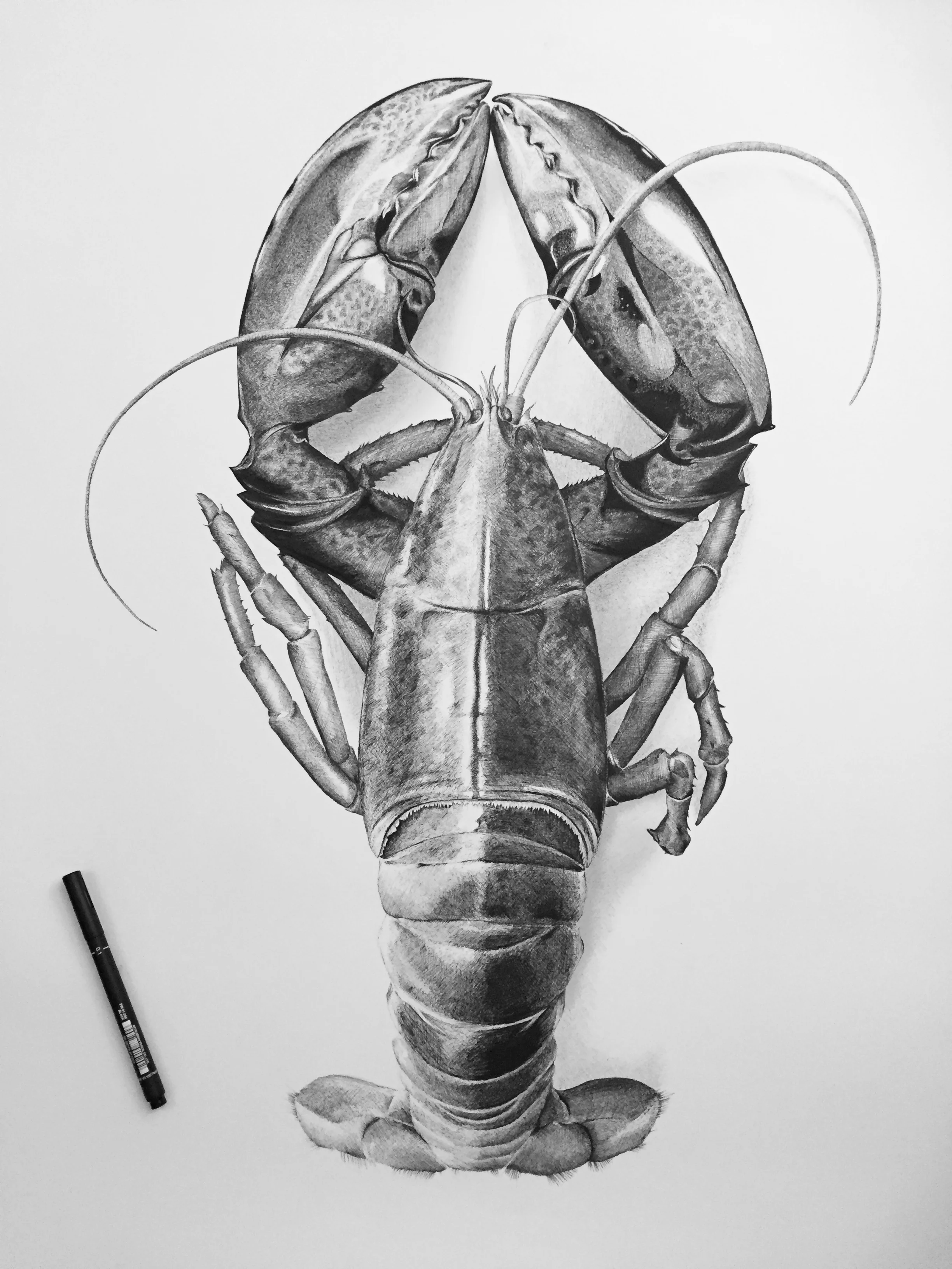 Lobsterfin.jpg