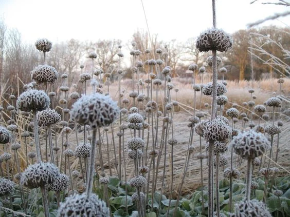 winter seedheads.jpg