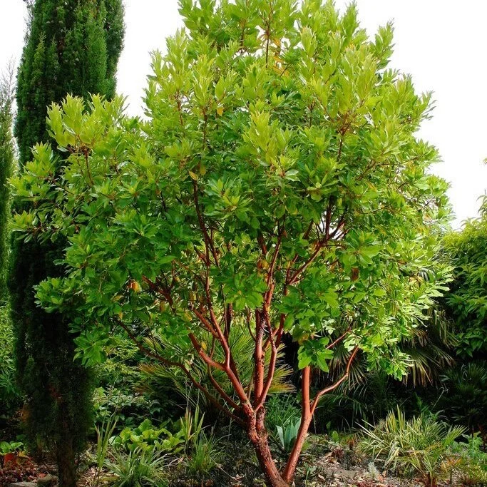 Arbutus+x+andrachnoides.jpg