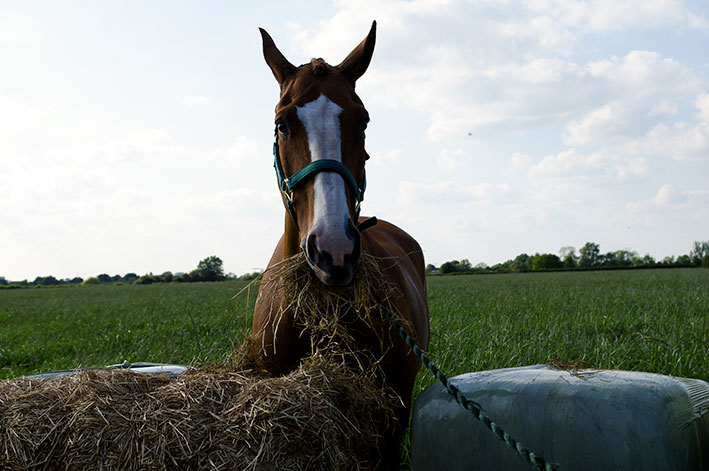 horse-eating-haylage-top-grass-haylage-edit.jpg