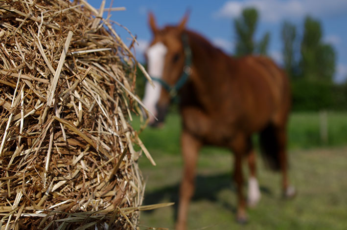 horse-hay-top-grass-haylage.jpg