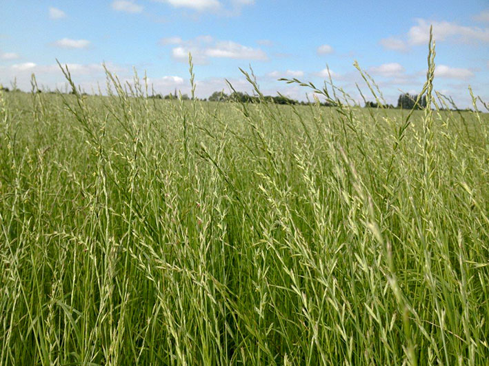 hay-haylage-fields-top-grass-haylage-edit.jpg
