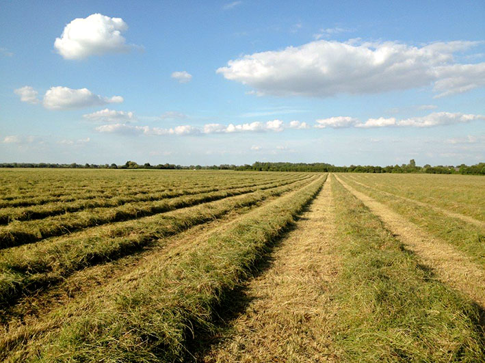cut-haylage-fields-top-grass-hayalge-edit.jpg