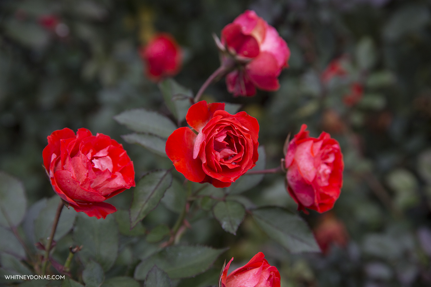 306A9015.jpg
