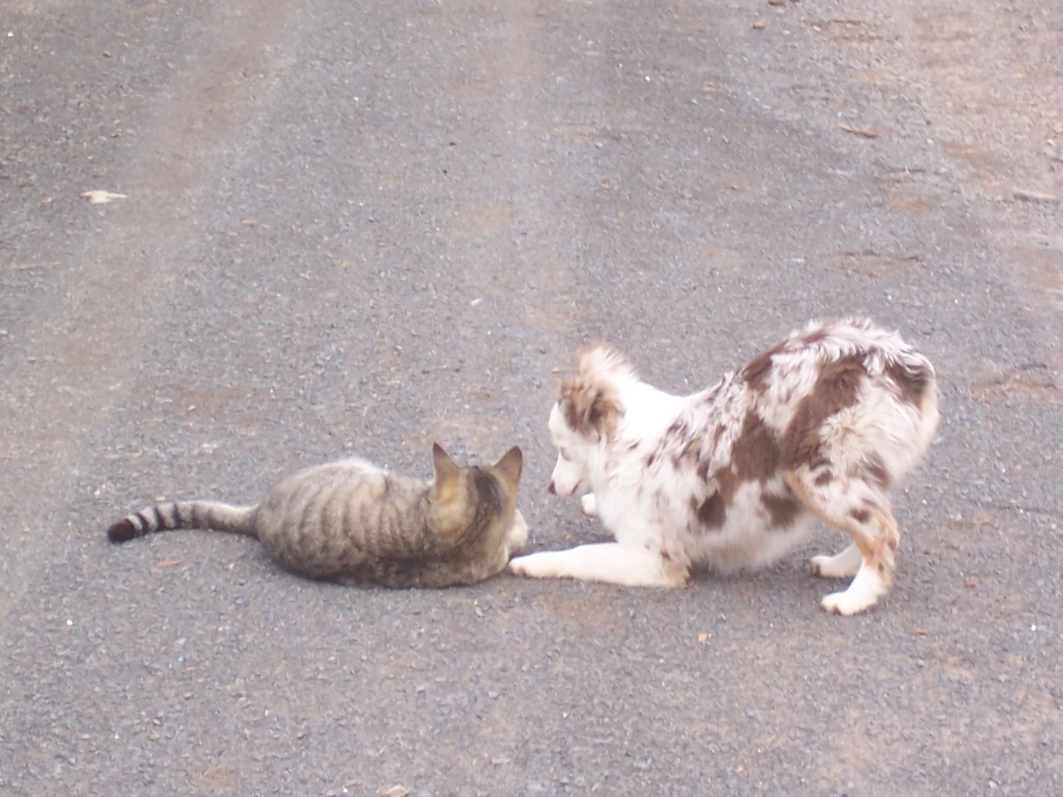 It's like herding cats...