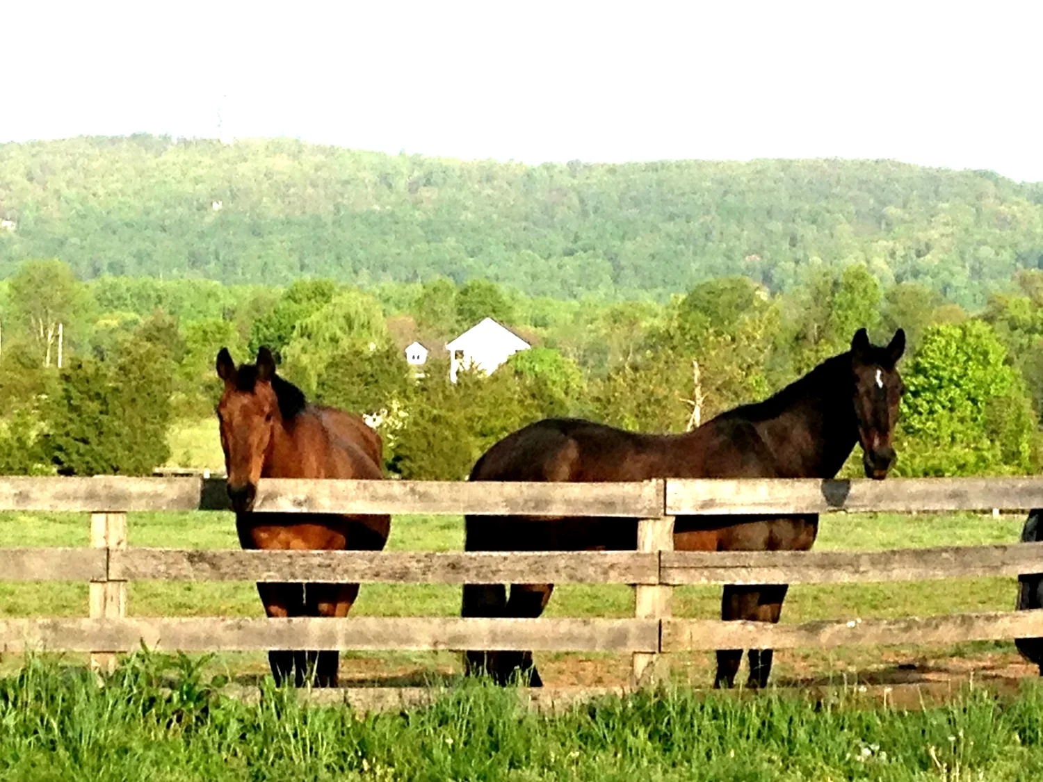 Opus & Lindsay