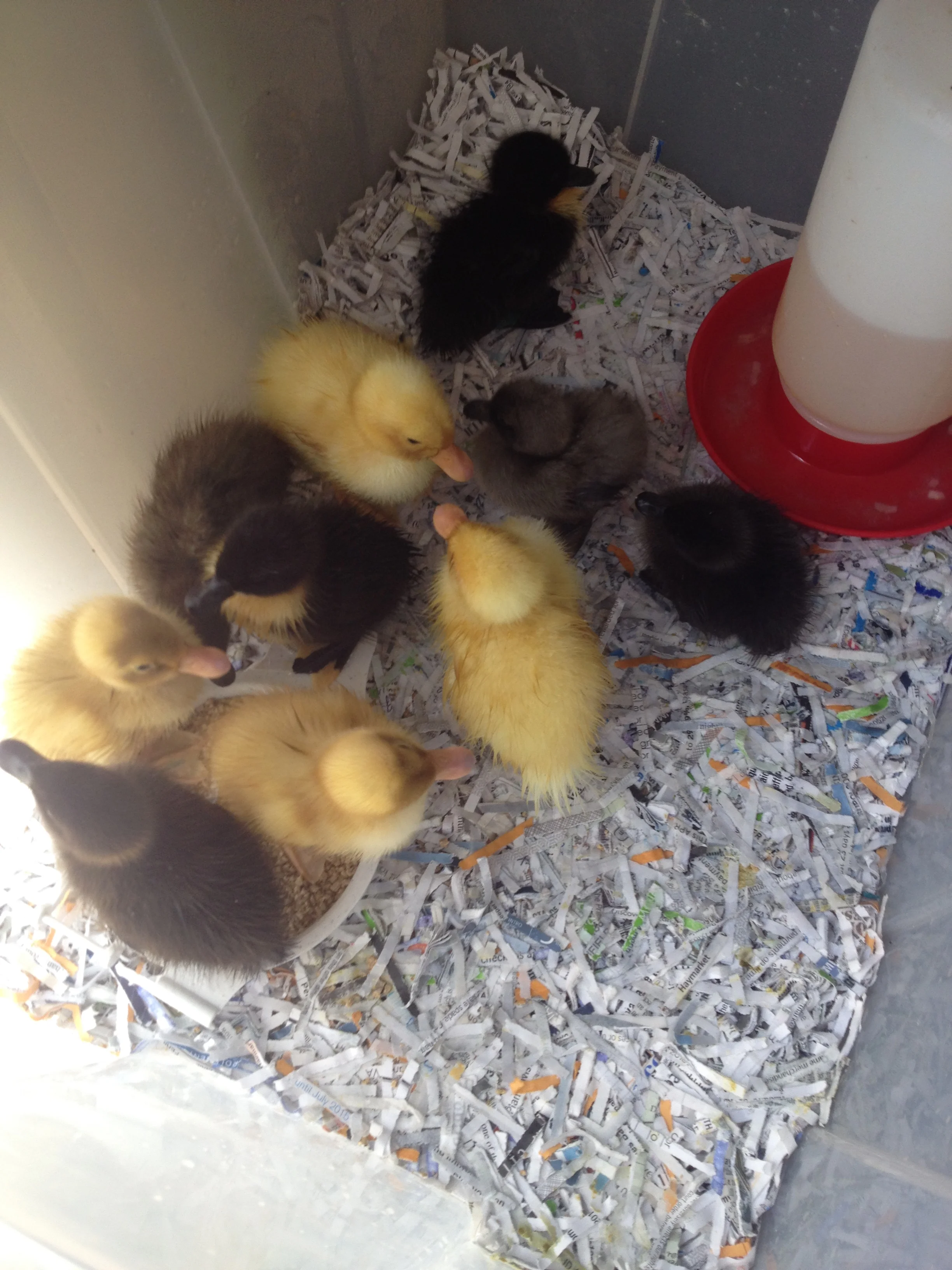 Babies!