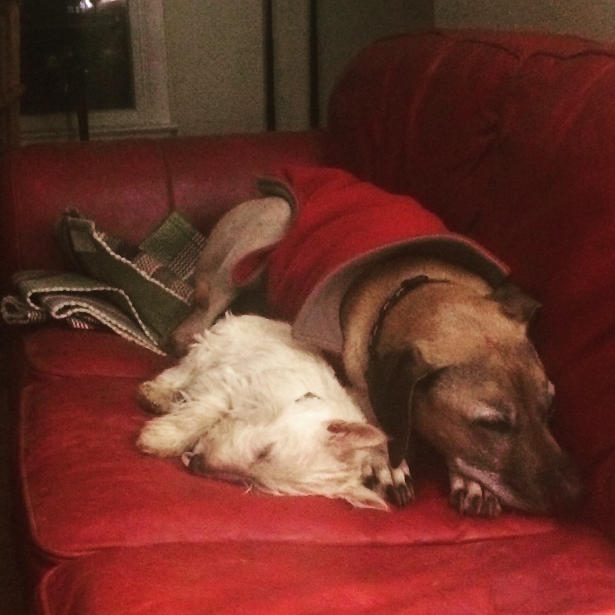 Isabelle & Brazlow