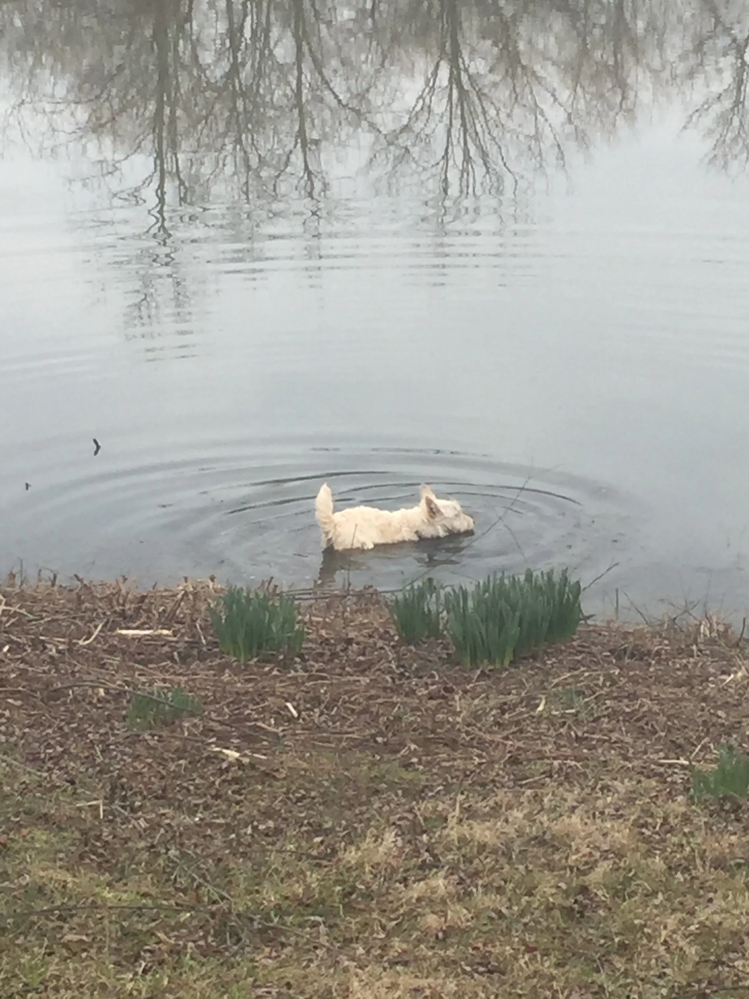 Swamp Monster!