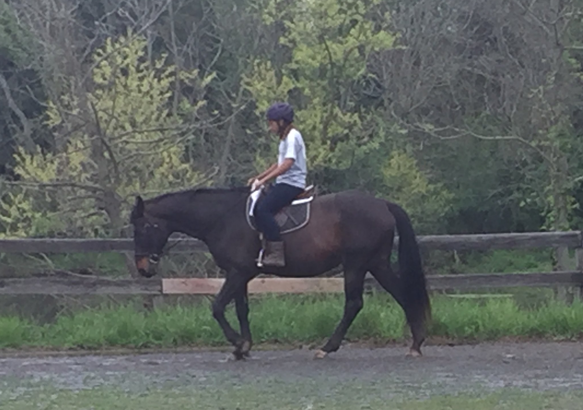 Lindsay, prettiest lesson horse, ever!