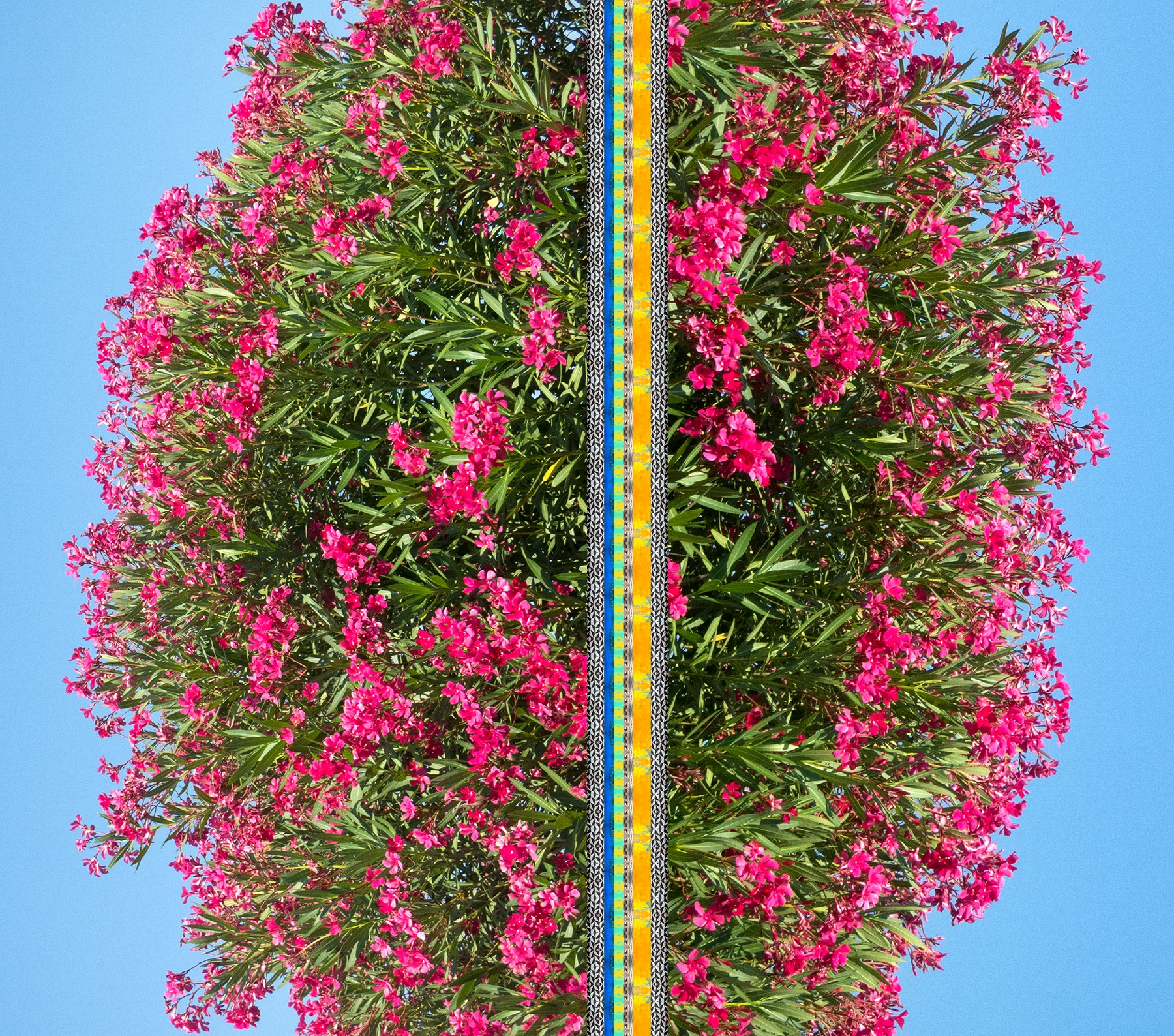 Paul-Morris-Magenta_Mediterranean.jpg