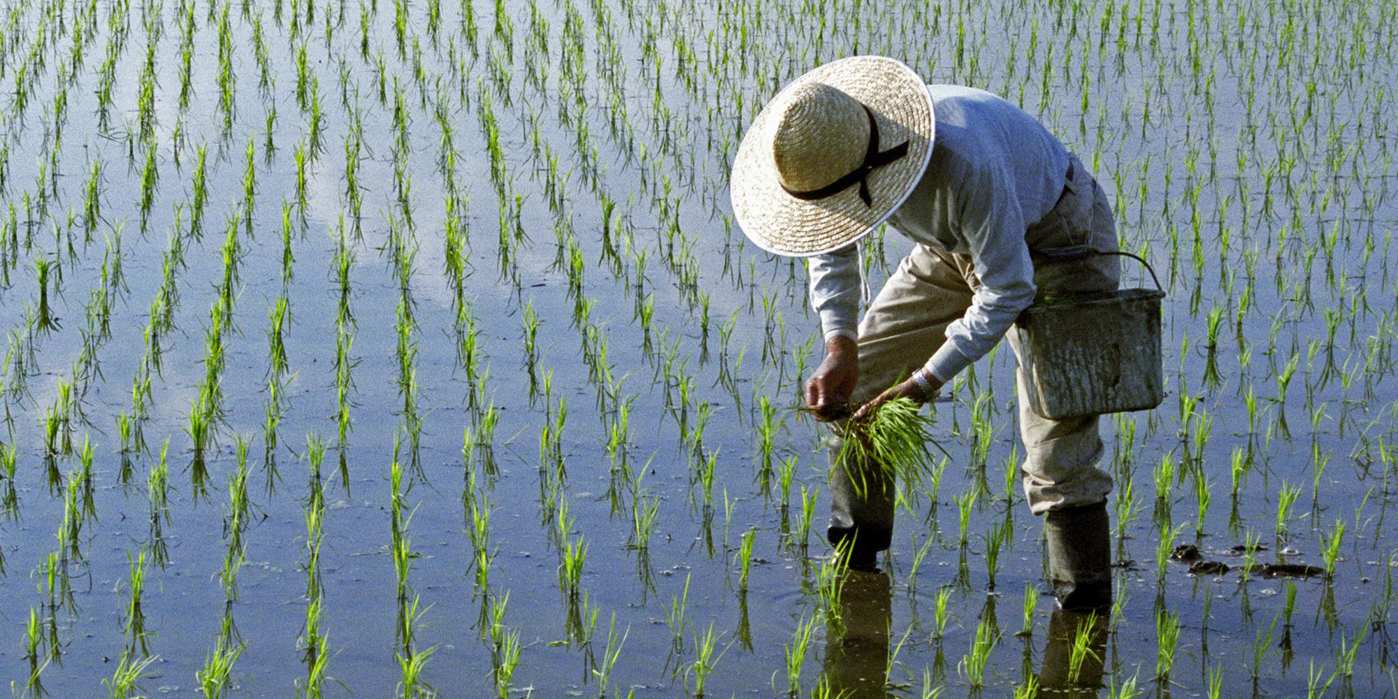 Рис кидают в воду. Рисоводство в Китае. Рисоводство в Японии. Рисовые плантации в Японии. Земледелие, рис в Китае.