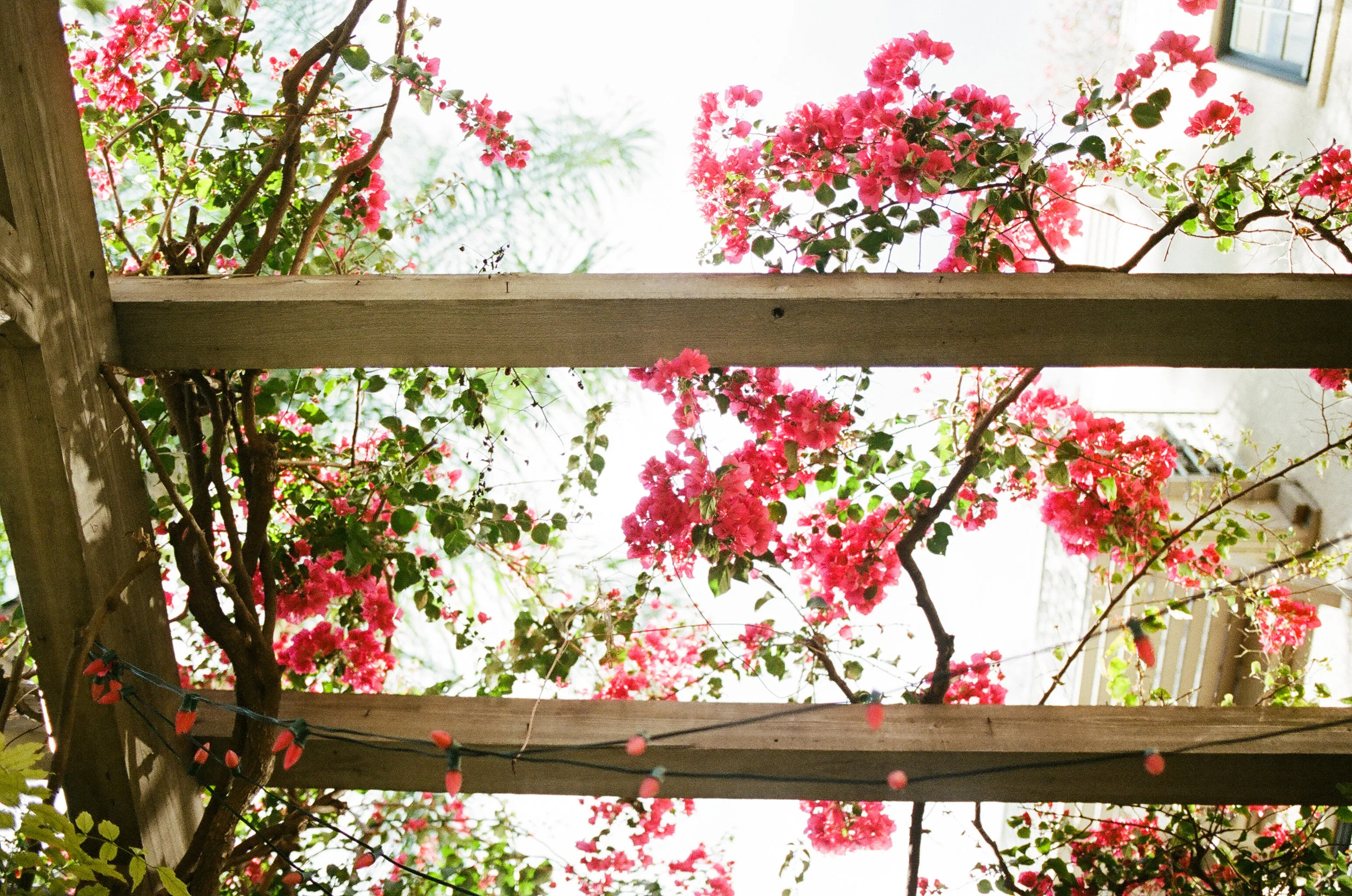 Flowers in Riverside, California