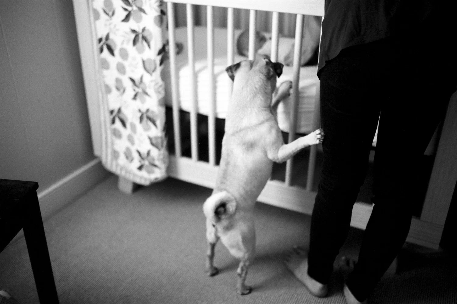 Cute Family Photos with Pets Michigan