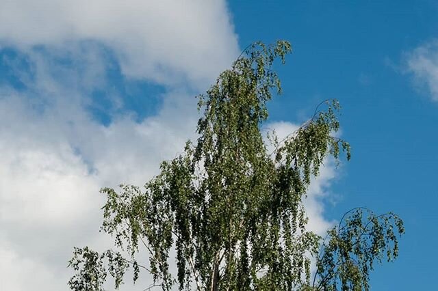 P&auml;iv&auml; p&auml;iv&auml;lt&auml; tyk&auml;styn enemm&auml;n ja enemm&auml;n tohon ostamaani vanhaan manuaaliobjektiiviin.
Kuva 1: Suurennoskuva alkuper&auml;isest&auml;. Halusin n&auml;hd&auml; v&auml;riv&auml;&auml;ristymien m&auml;&auml;r&au