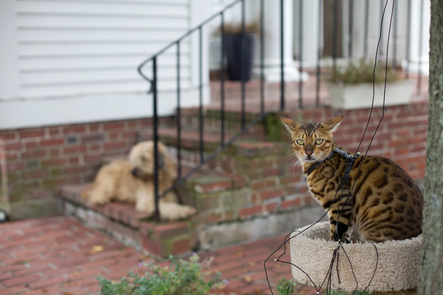 P-town-cat-5712.jpg